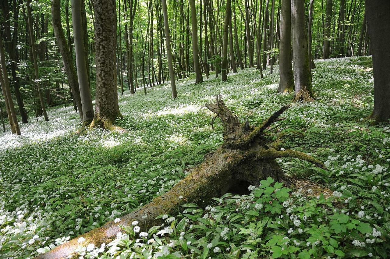 Landhotel Brauner Hirsch Kammerforst Dış mekan fotoğraf
