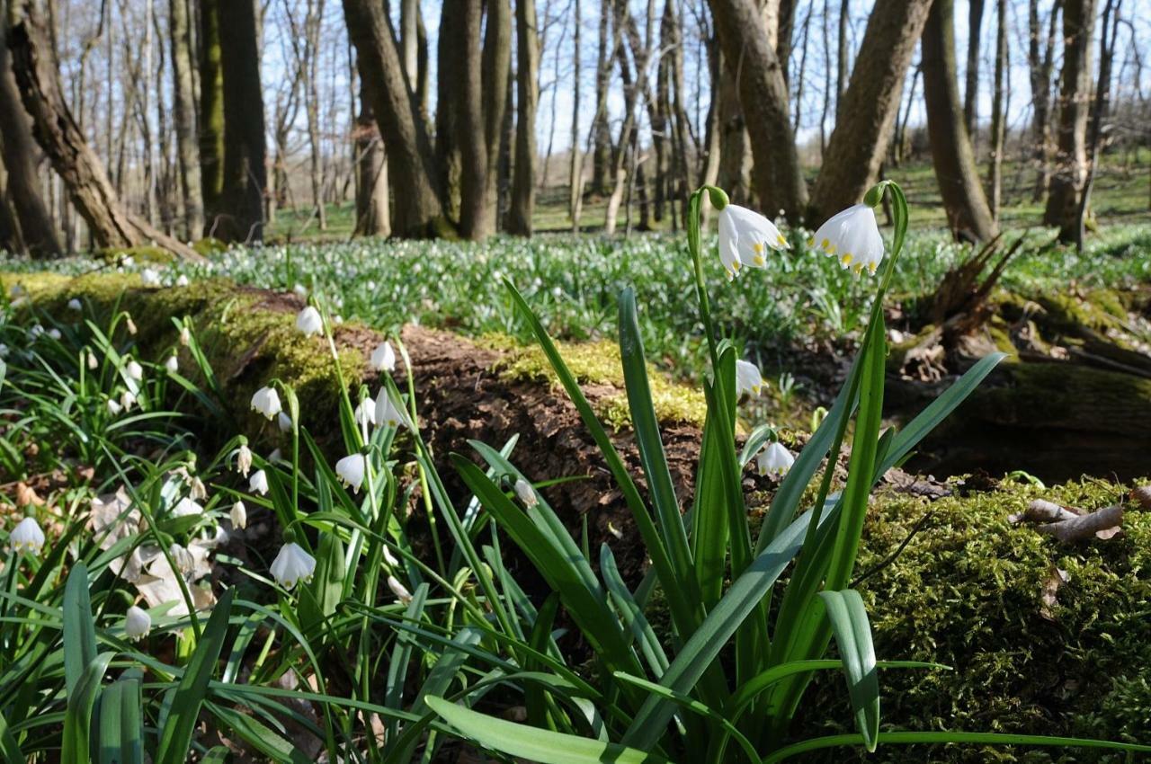 Landhotel Brauner Hirsch Kammerforst Dış mekan fotoğraf